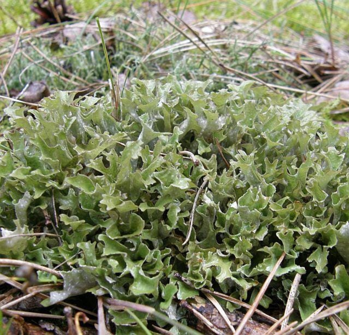 Organic ICELAND MOSS | Cetraria Islandica | Iceland Moss Tea | Herbal Tea | Dried Moss | Health Remedy | Dried Herbs | Natural Tea