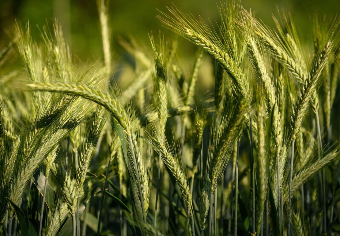 Organic BARLEY SEEDS | hordeum vulgare | barley tea | herbal tea | dried seeds | organic seeds | organic herb | herba | tea