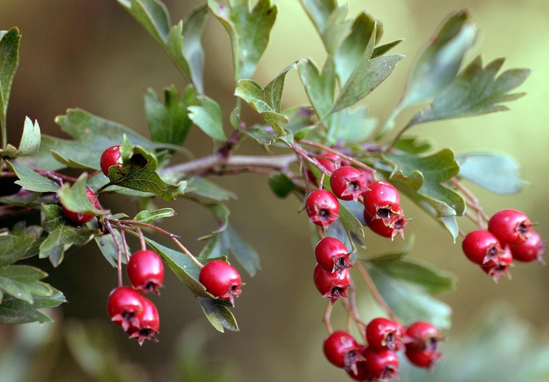 Organic HAWTHORN BERRIES | crataegus monogyna | hawthorn tea | dried berries | herbal tea | organic herbs | vitamin | herba | tea