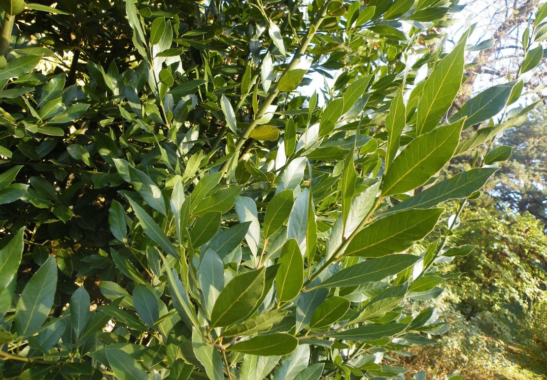 Organic BAY LEAVES | laurus nobilis | bay leaves whole | bay leaf | bay leaves tea | spices | herbal tea | dried leaves | herba | tea