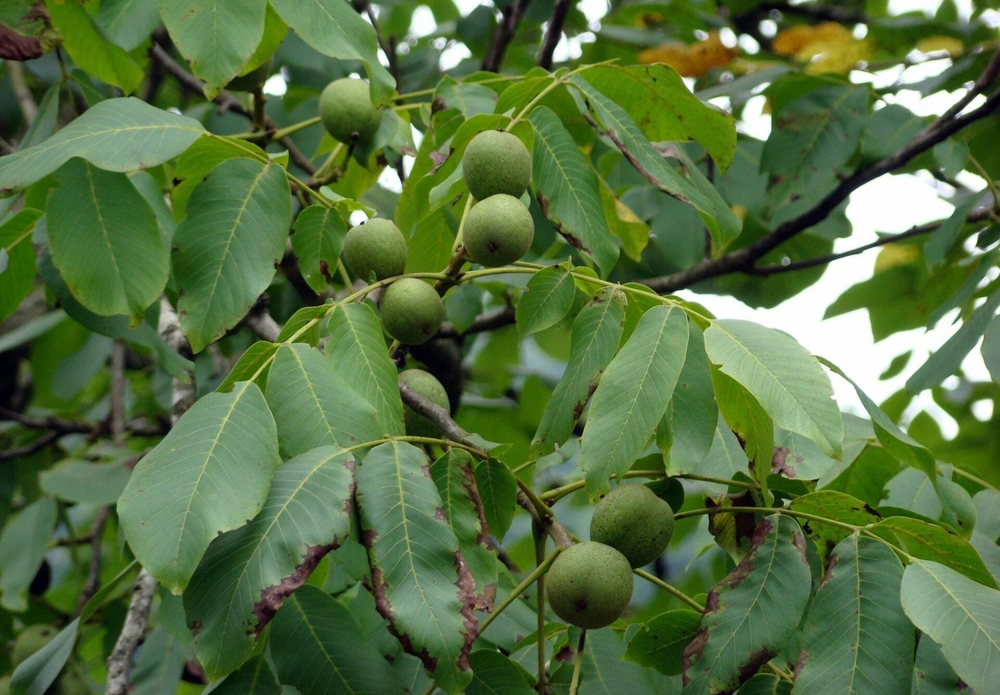 Organic Walnut Leaves | Juglans regia - Natural Detox & Digestive Support