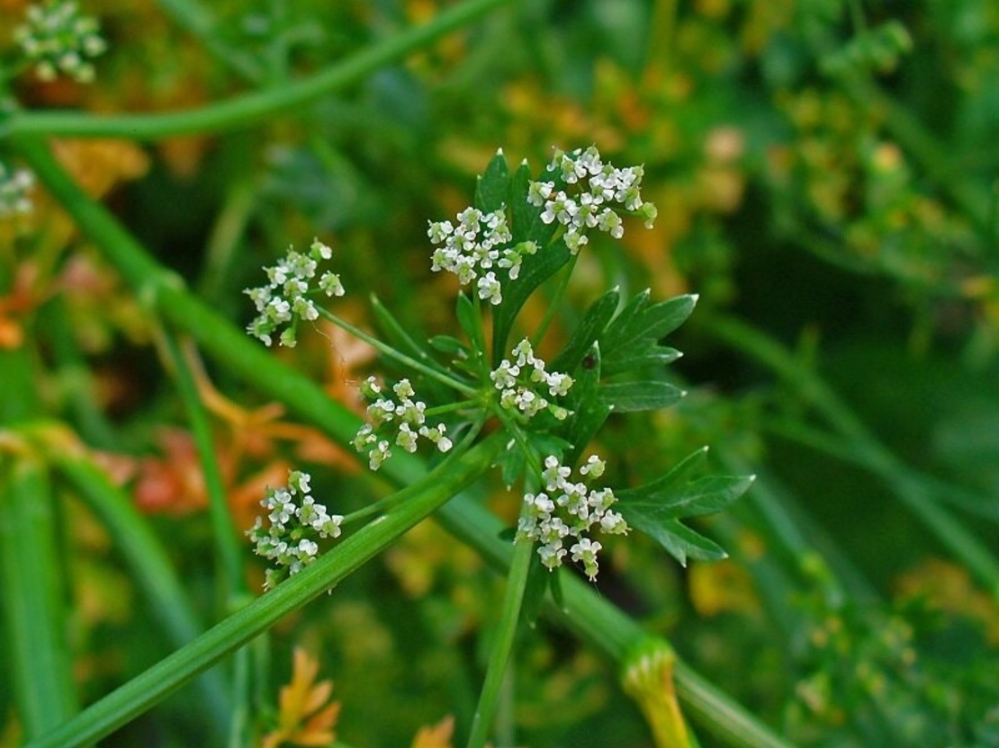 Organic PARSLEY ROOT | Petroselinum Crispum | Parsley Root Tea | Herbal Tea | Herba | Tea | Dried Root | Organic Root | Dried Herbs | Herbs