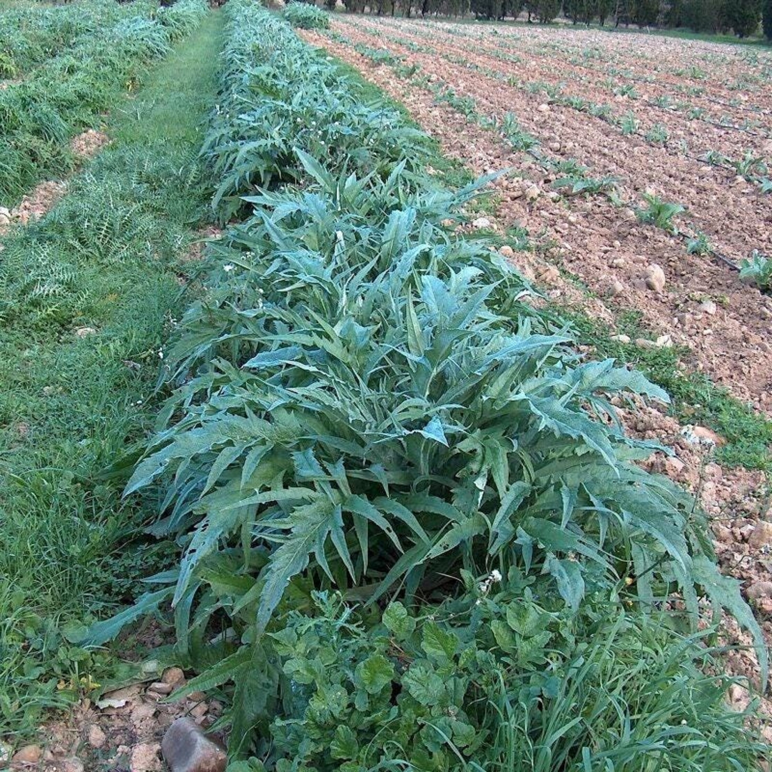 Organic ARTICHOKE LEAF | cynara scolymus | artichoke tea | herbal tea | dried leaf | organic herbs | natural products | remedies | herbs