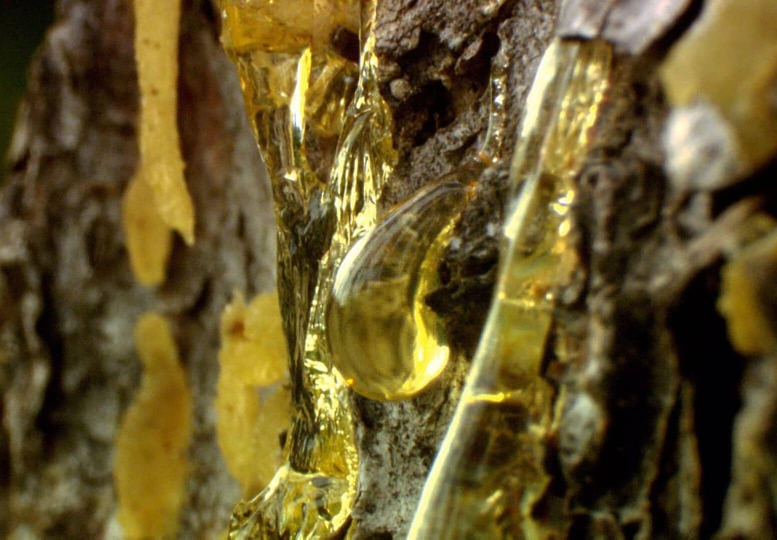 Organic MASTIC CHIOS RESIN | pistacia lentiscus | mastic gum | mastic resin | authentic chios mastiha | chios mastic gum resin