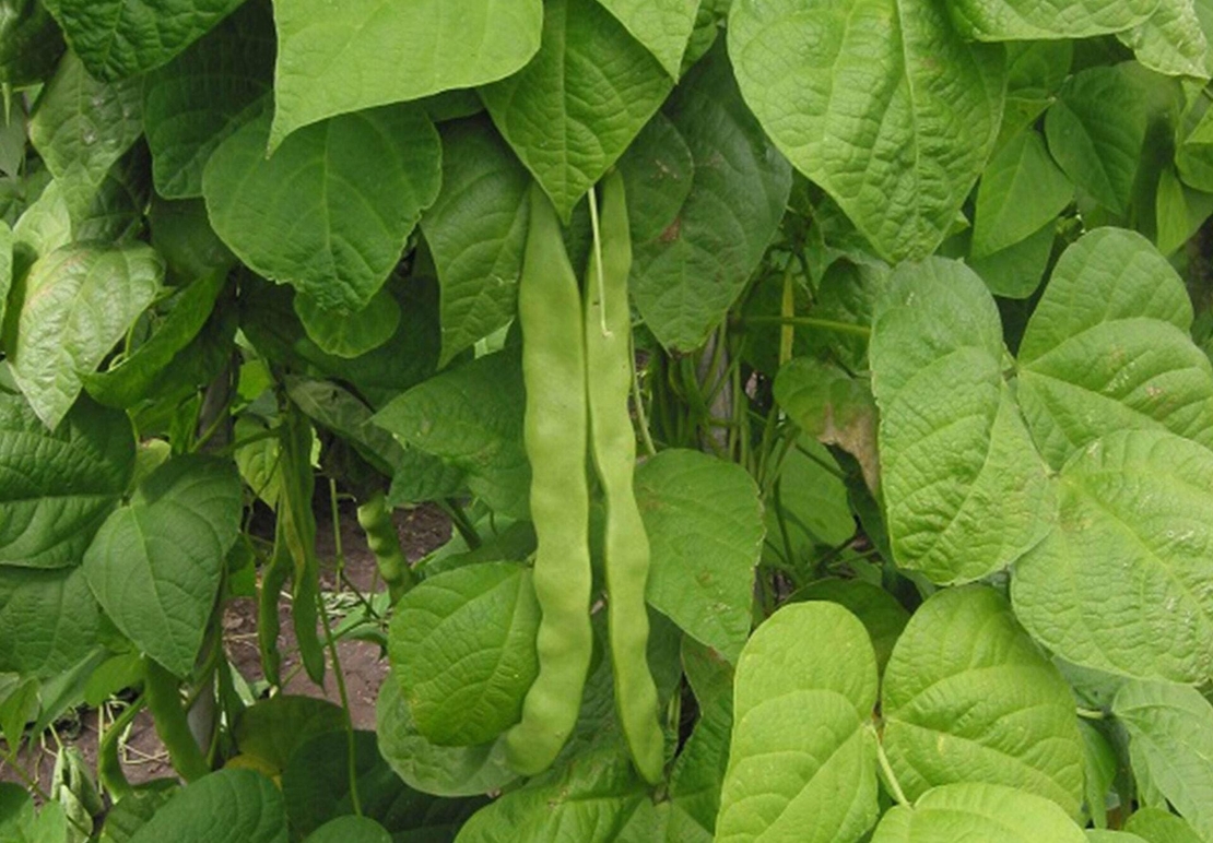Organic COMMON BEAN PODS Phaseolus vulgaris l | Medicinal Herbs | Dried Herbal Tea | Herbal Medicine | Herbal Tea | Organic Tea