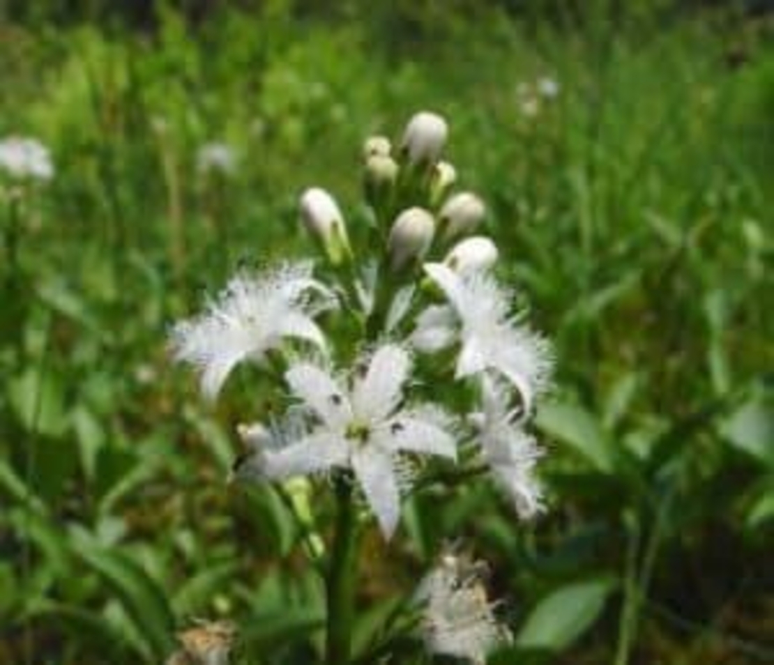 Organic bogbean herb | menyanthes trifoliata | bogbean tea | herbal tea | dried herb | organic herbs | herba | tea