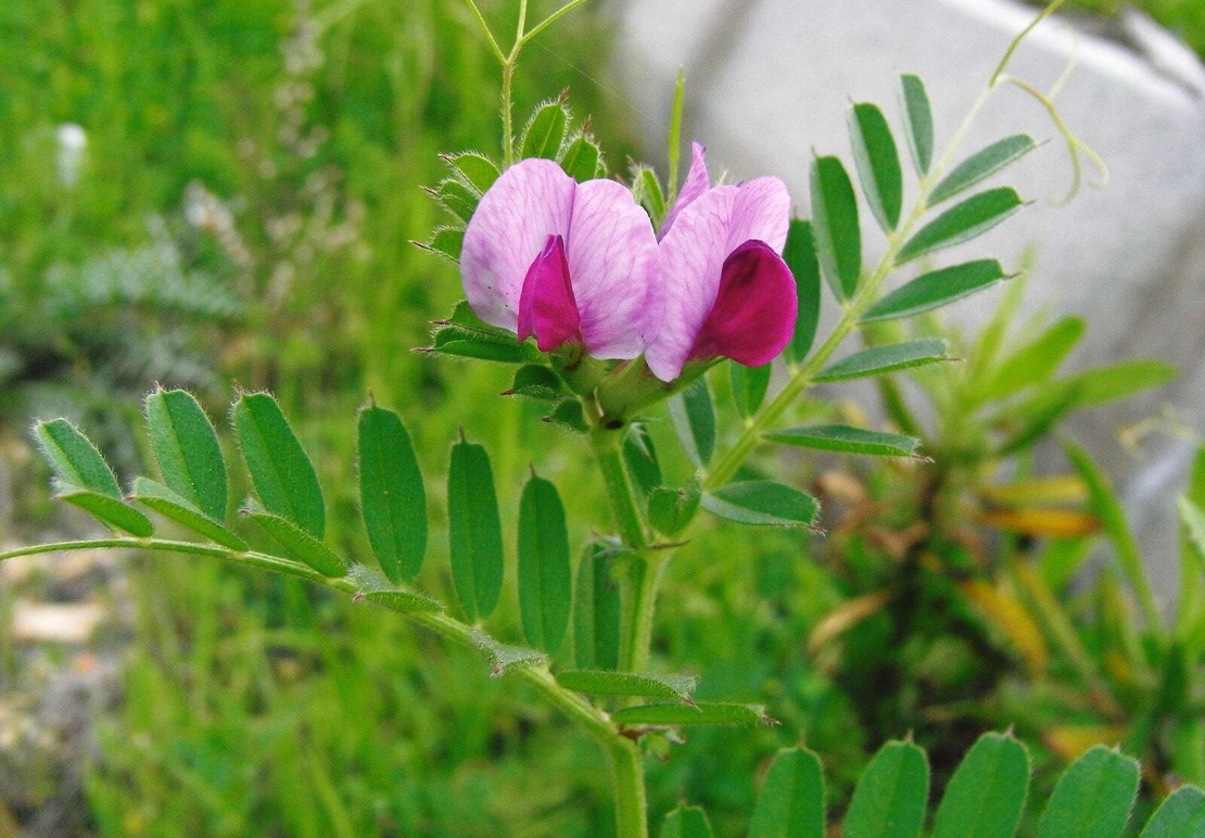 Organic common vetch seeds | vicia sativa | vetch seeds tea | garden vetch | dried seeds | organic seeds | herbal tea | herba | semens