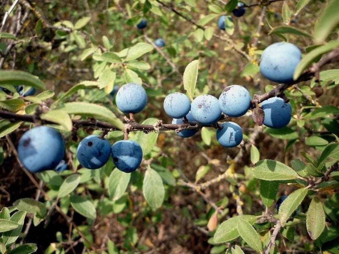 Organic BLACKTHORN BERRIES | prunus spinosa | blackthorn tea | dried berries | dried fruits | organi herb | dried herb | fruit tea | herba