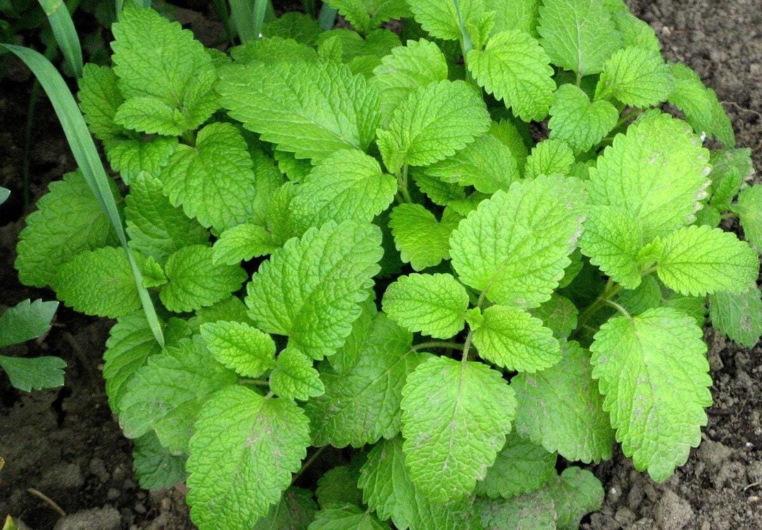 Organic LEMON BALM LEAF | melissa officinalis | lemon balm tea | herbal tea | dried leaf | organic herbs | herba | tea | herbs