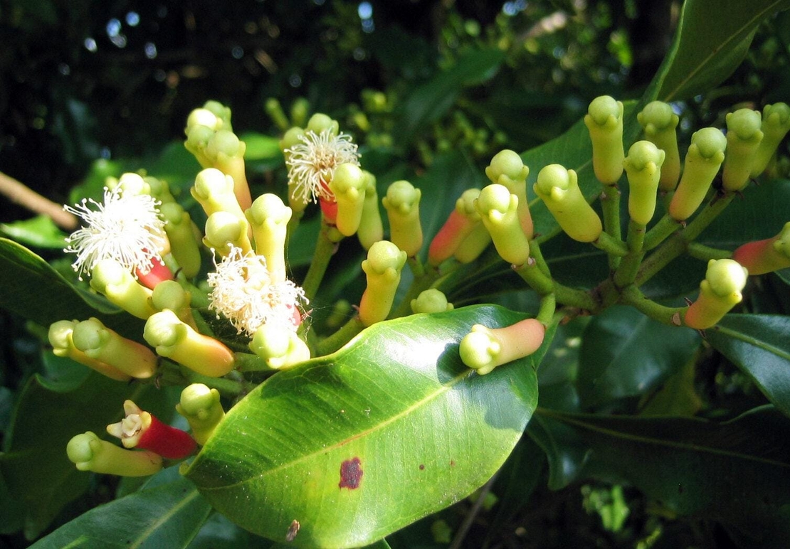 Organic cloves berries | syzygium aromaticum | cloves berries tea | aroma | herbal tea | aromatic tea | dried berries | organic herbs | tea