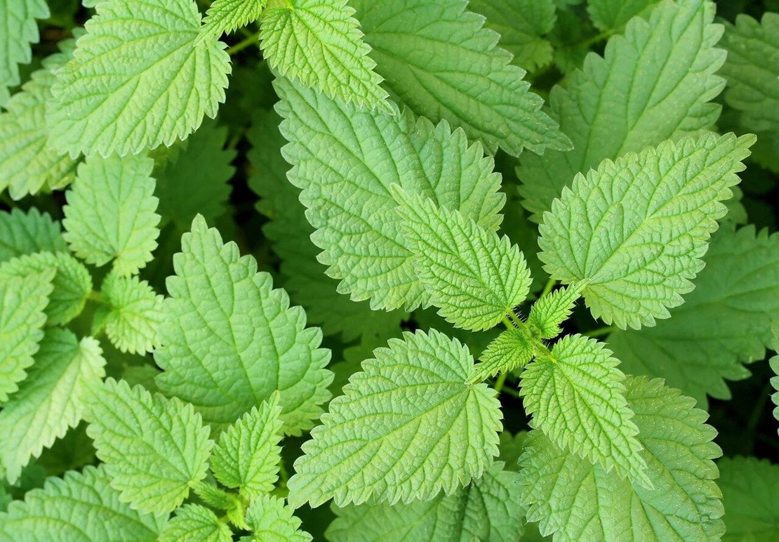 Organic Nettle Leaf Powder | Urtica Dioica | Herbal Tea | Herba | Tea | Dried Leaf Powder | Organic Nettle Leaf Powder |