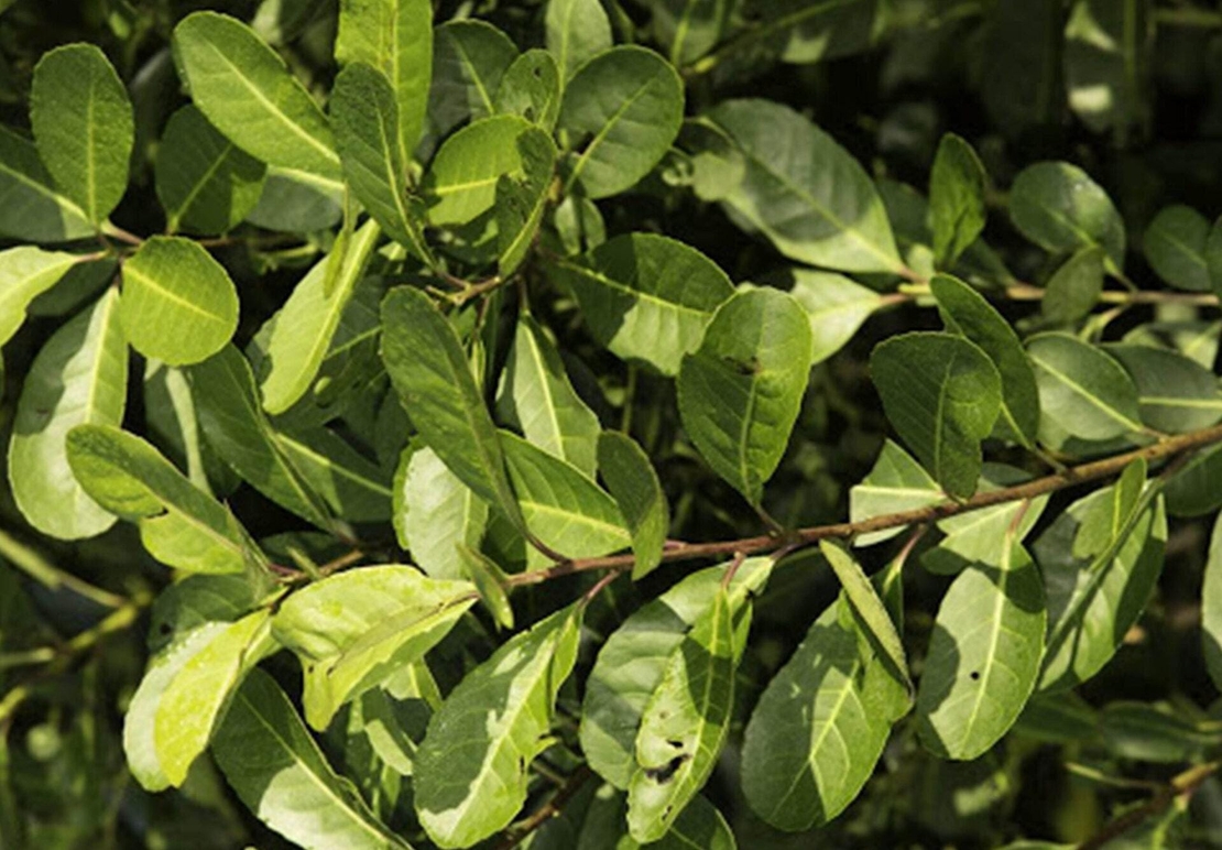 Organic Yerba Mate Tea (Ilex paraguariensis)