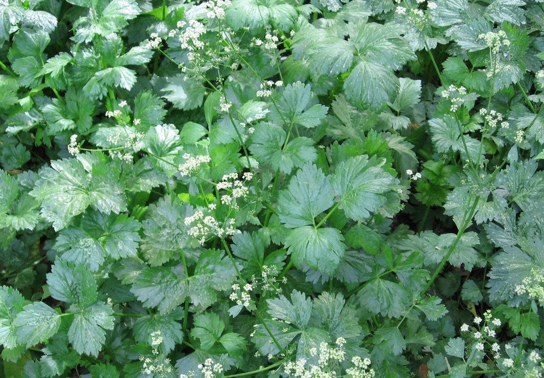 Organic CELERY SEEDS | apium graveolens | celery tea | herbal tea | seeds | organic herbs | dried herbs | herba | tea | organic seeds | herb