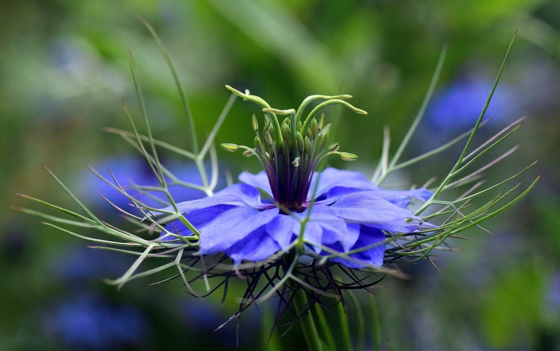 Organic Black Cumin Seed | Nigella Sativa |  Black Cumin Seeds Tea | Black Caraway | Herbal Tea | Organic Seeds | Organic Herbs | Dried Seed