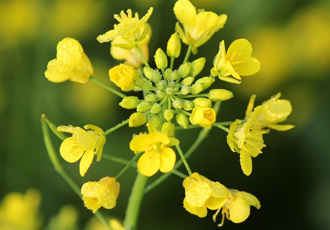 Organic black mustard seeds | brassica nigra | black mustard tea | seeds | dried seeds | organic seeds | organic herb | herba tea | semens