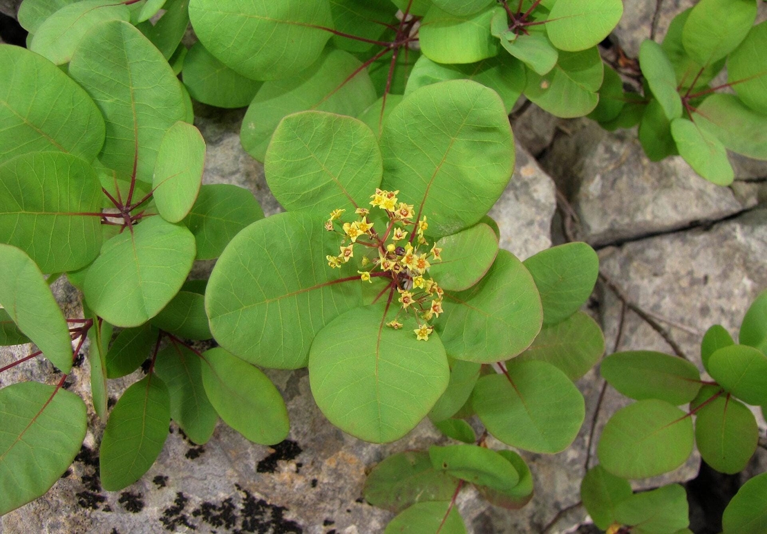 Organic SMOKE TREE LEAF | cotinus coggygria scop | smoke tree herb | herba | smoke tree tea | herbal tea | dried herbs | organic herbs