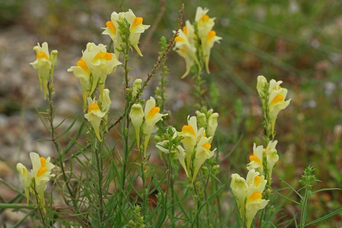 Organic Yellow Toadflax Herb (Linaria vulgaris)