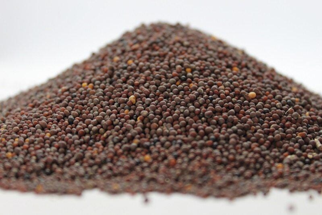 Organic BLACK MUSTARD SEEDS | Brassica Nigra | Black Mustard Tea | Seeds | Dried Seeds | Organic Seeds | Organic Herb | Herba Tea