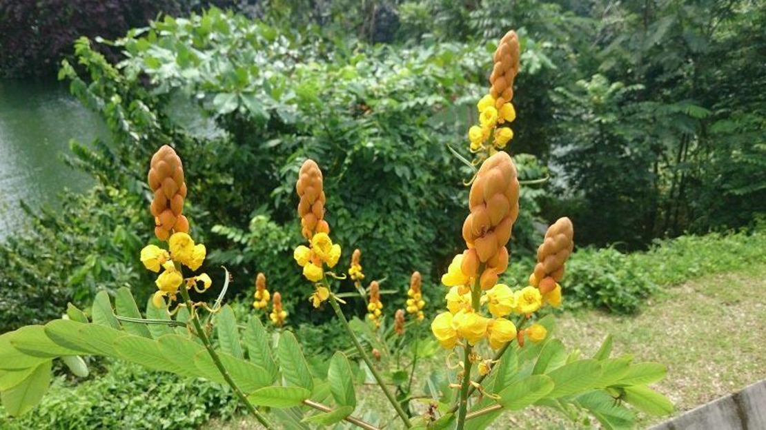 Organic SENNA PODS | Cassia Angustifolia | Senna Pods Tea | Cassia Senna | Cassia Acutifolia | Herbal Tea | Organic Herbs | Herba | Senna