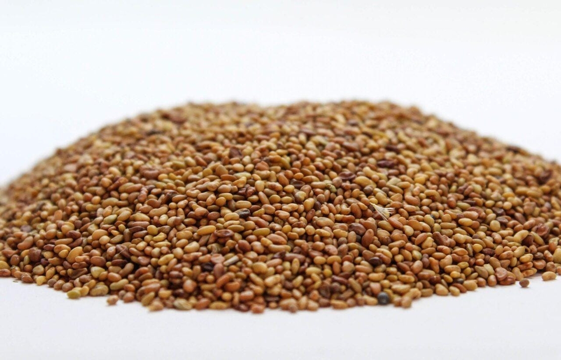 Organic ALFALFA SEEDS | Medicago Sativa | Alfalfa Herbs | Alfalfa Tea | Dried Seeds | Organic Seeds | Organic Herbs | Herbal Tea