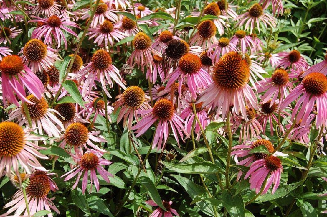 Organic ECHINACEA HERB Powder | Echinacea purpurea | Herbal Tea | Loose Tea | Loose Dried Herbs | Dried Loose Herb | Herba | Tea | Powder