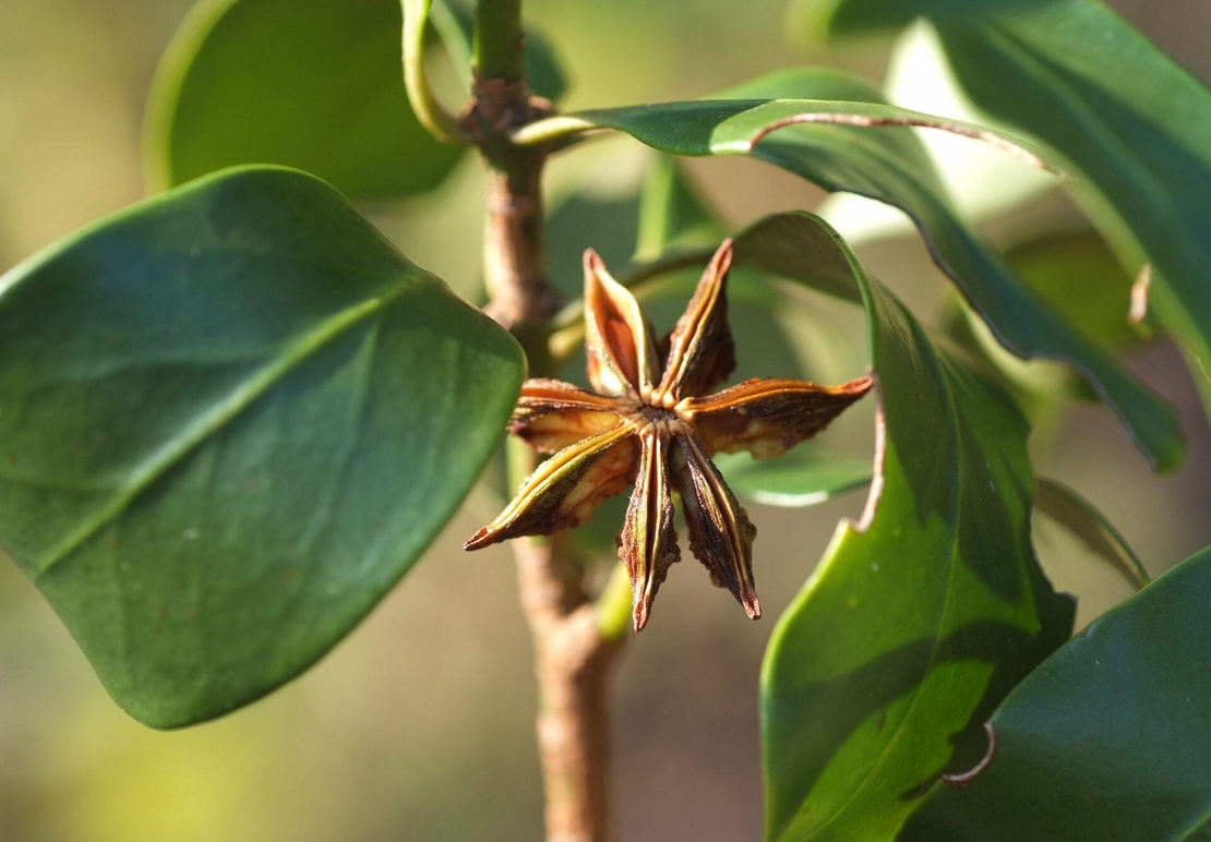 Organic STARS ANISE | Whole Star Anise | Illicium verum | Spices | Herbal Tea | Stars Anise Tea | Herba | Tea
