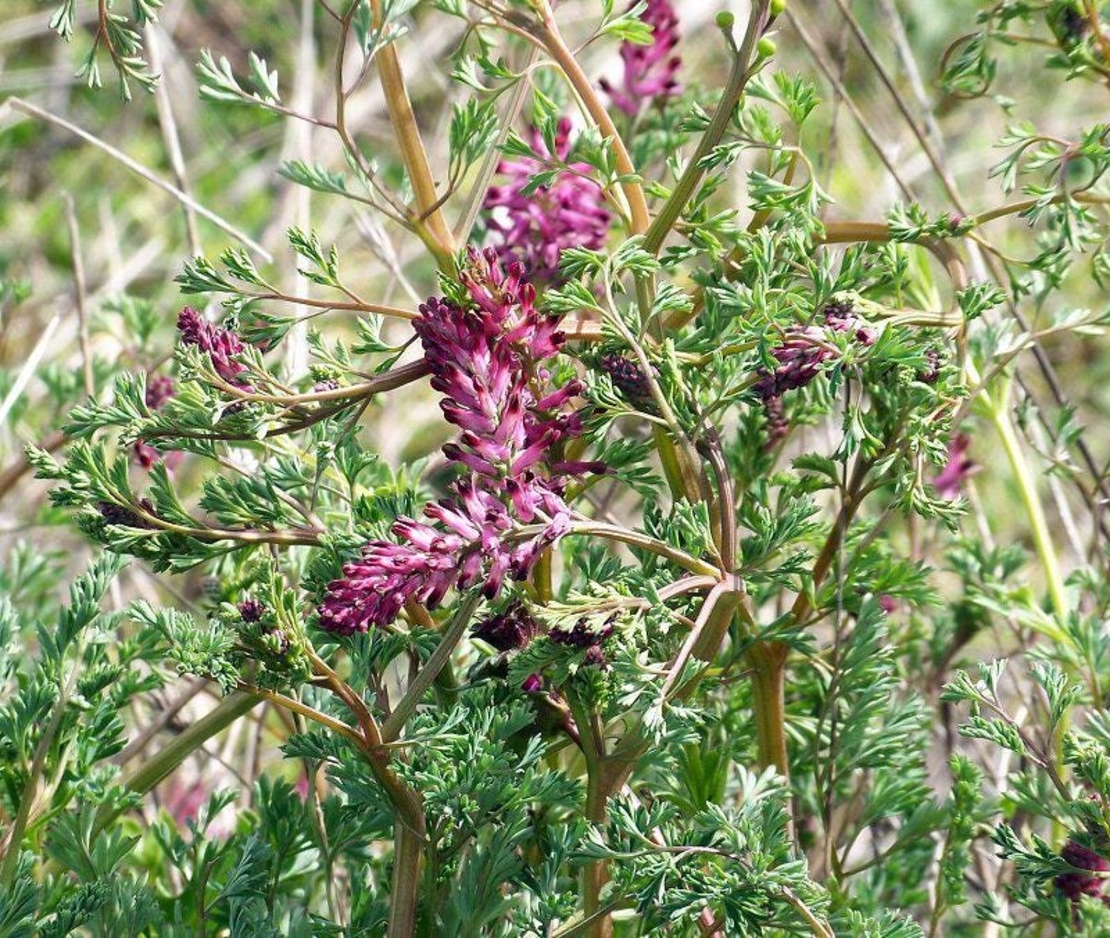 Organic FUMITORY HERB | Fumaria Officinalis | Fumaria Spp Herba | Common Fumitory Herb | Fumitory Tea | Organic Fumaria spp | Loose Tea |