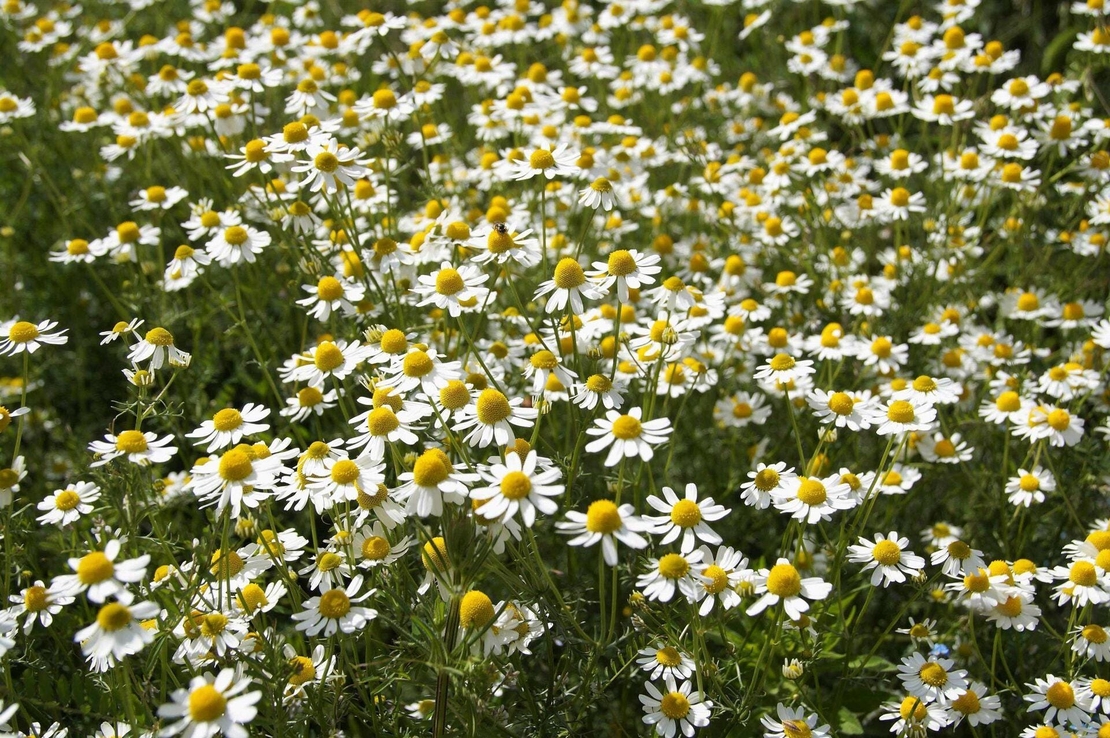 Organic CHAMOMILE FLOWERS | matricaria chamomilla | chamomile tea | herbal tea | dried flower | organic flower | organic herbs | herba | tea