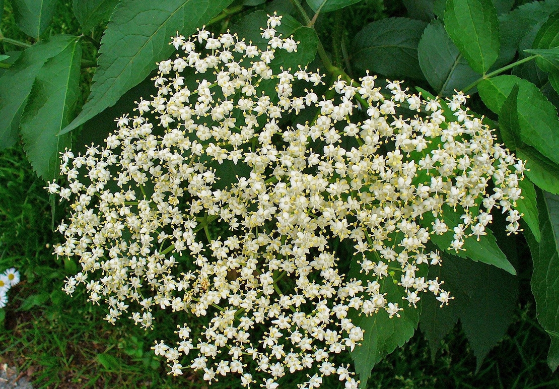 Organic ELDERBERRY | Sambucus Nigra | Elderberry Berries Tea | Herbal Tea | Dried Berries | Organic Herbs | Vitamin | Herbs | Herba