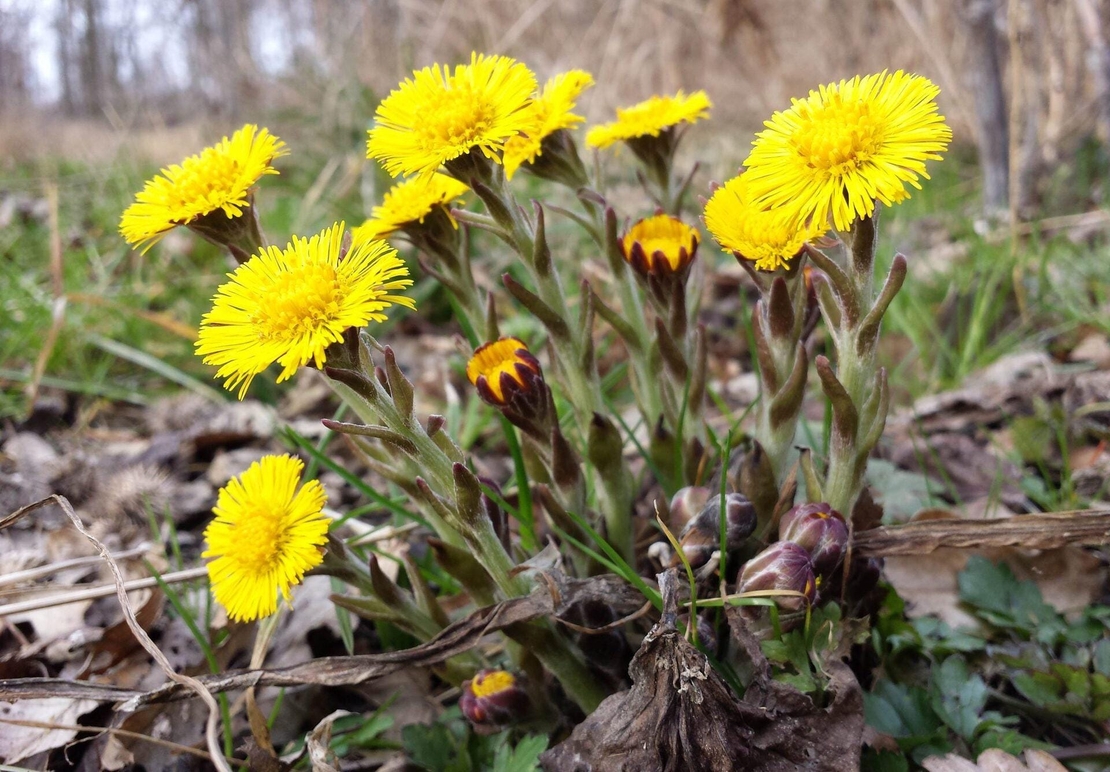 Organic COLTSFOOT LEAF | tussilago farfara | coltsfoot tea | herbal tea | herba | tea | dried leaf | organic herbs | remedies | dried herbs