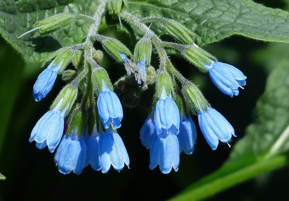 Organic COMFREY ROOT | Symphytum Officinale | Comfrey Tea | Dried Root | Organic Root | Herbal Tea | Herba | Tea | Organic Herbs | Herbs