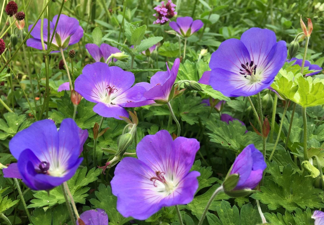 Organic BLOODY GERANIUM ROOT | geranium sanguineum | geranium root tea | herbal tea | dried root | organic herbs | herba | tea