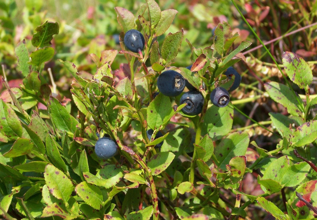 Organic Wild Blueberry (Vaccinium myrtillus)