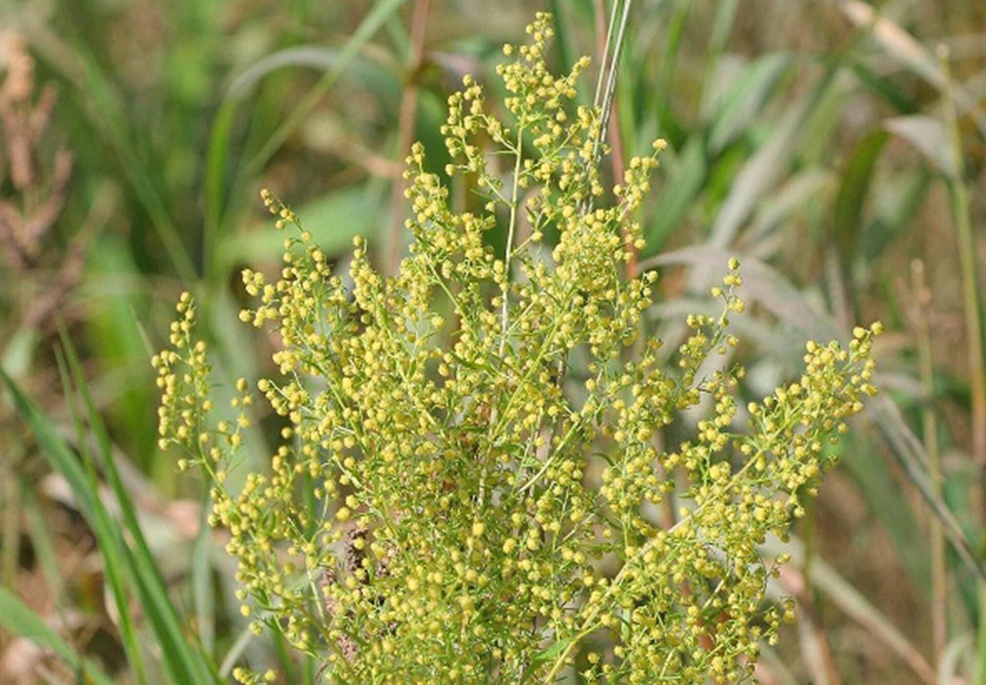 Organic SWEET WORMWOOD | artemisia annua | sweet annie tea | artemisia annua tea | herbal tea | organic herbs | dried herbs | herba | tea