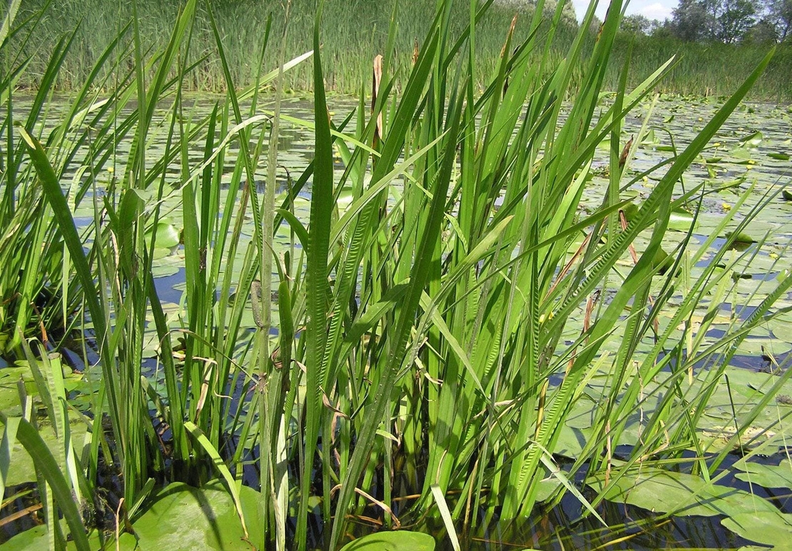 Organic CALAMUS ROOT | acorus calamus | calamus tea | organic root | organic herbs | herba | dried root | dried herbs | tea