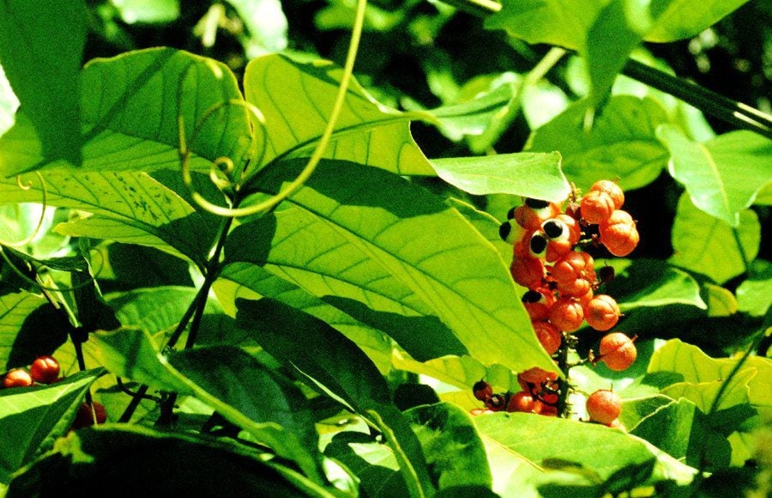 Organic Guarana Seeds | Whole Guarana Seeds | Paullinia Cupana | Guarana Fruit | Guarana Tea | Dried Fruit | Organic Fruit | Herbal Tea