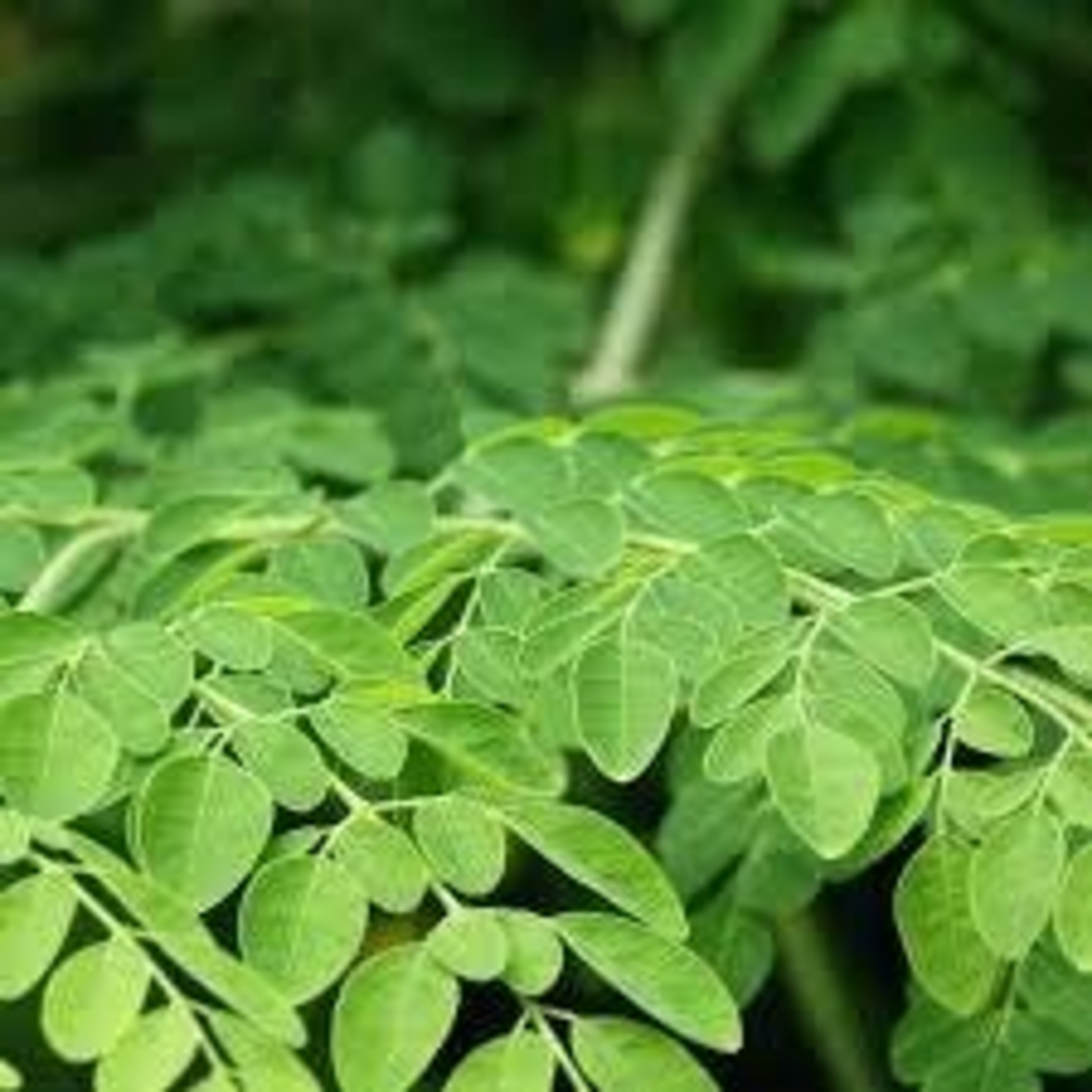 MORINGA LEAF herbal tea | moringa oleifera | drumstick tree leaves | dried leaf