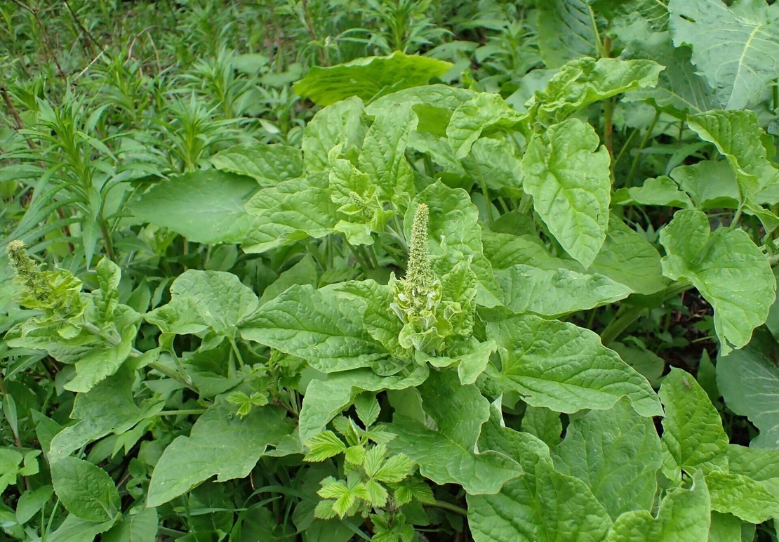 Organic GOOD KING HENRY Root | Chenopodium Henricus | Dried Root | Organic Root | Organic Herbs | Herba | Herbalist | Remedies | Root