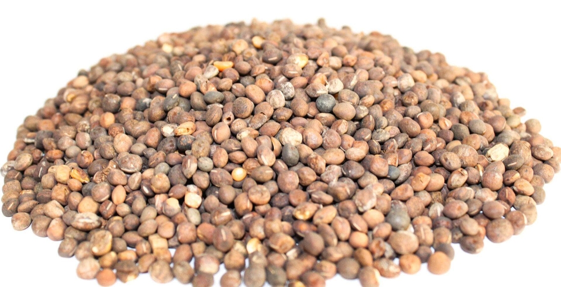 Organic COMMON VETCH SEEDS | Vicia sativa | Vetch Seeds Tea | Garden Vetch | Dried Seeds | Organic Seeds | Herbal Tea | Herba