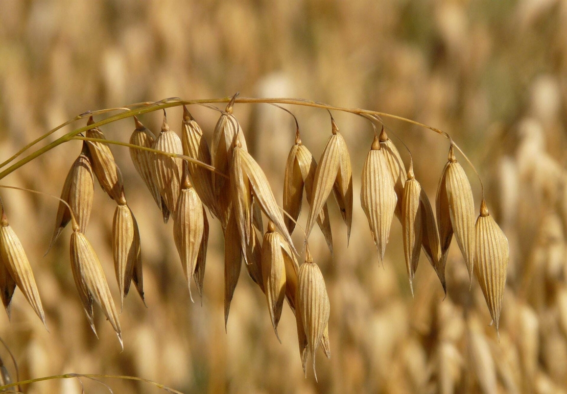 Organic OAT SEEDS | avena sativa | oat seeds tea | herbal tea | oatstraw seeds | dried seeds | organic seeds | organic herb | herba | tea