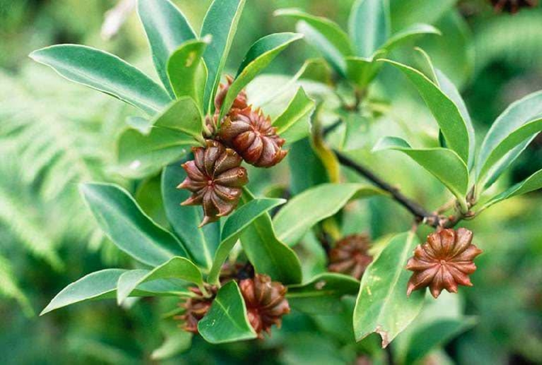 Organic STARS ANISE | Whole Star Anise | Illicium verum | Spices | Herbal Tea | Stars Anise Tea | Herba | Tea