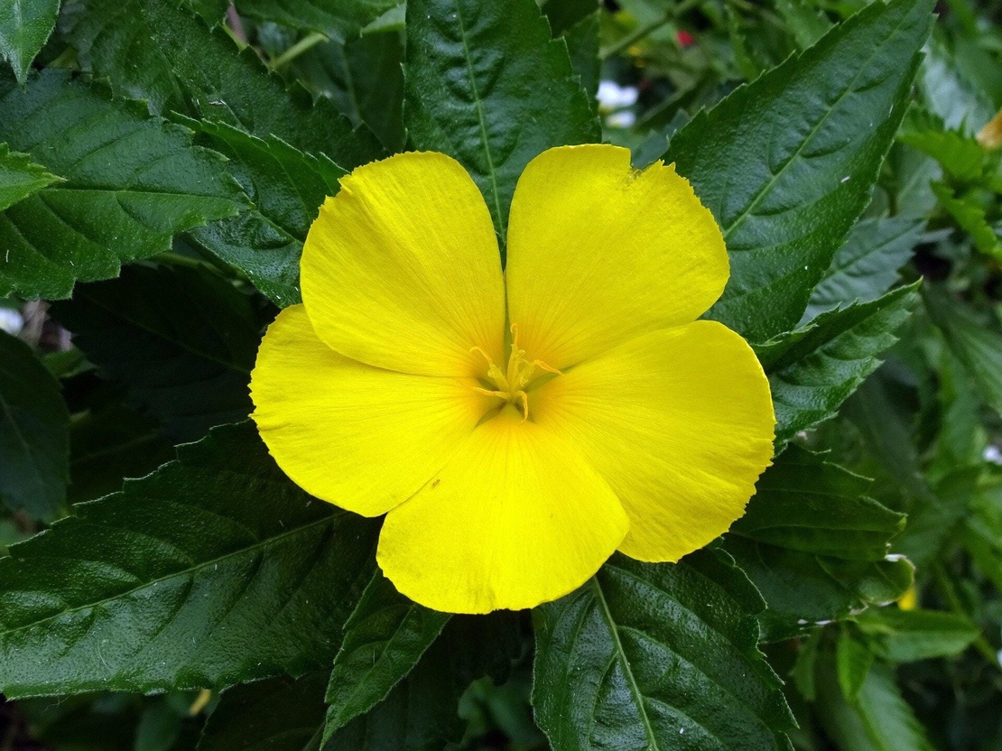 Organic DAMIANA LEAF | turnera diffusa | damiana tea | herbal tea | dried herbs | organic herbs | tea | herba