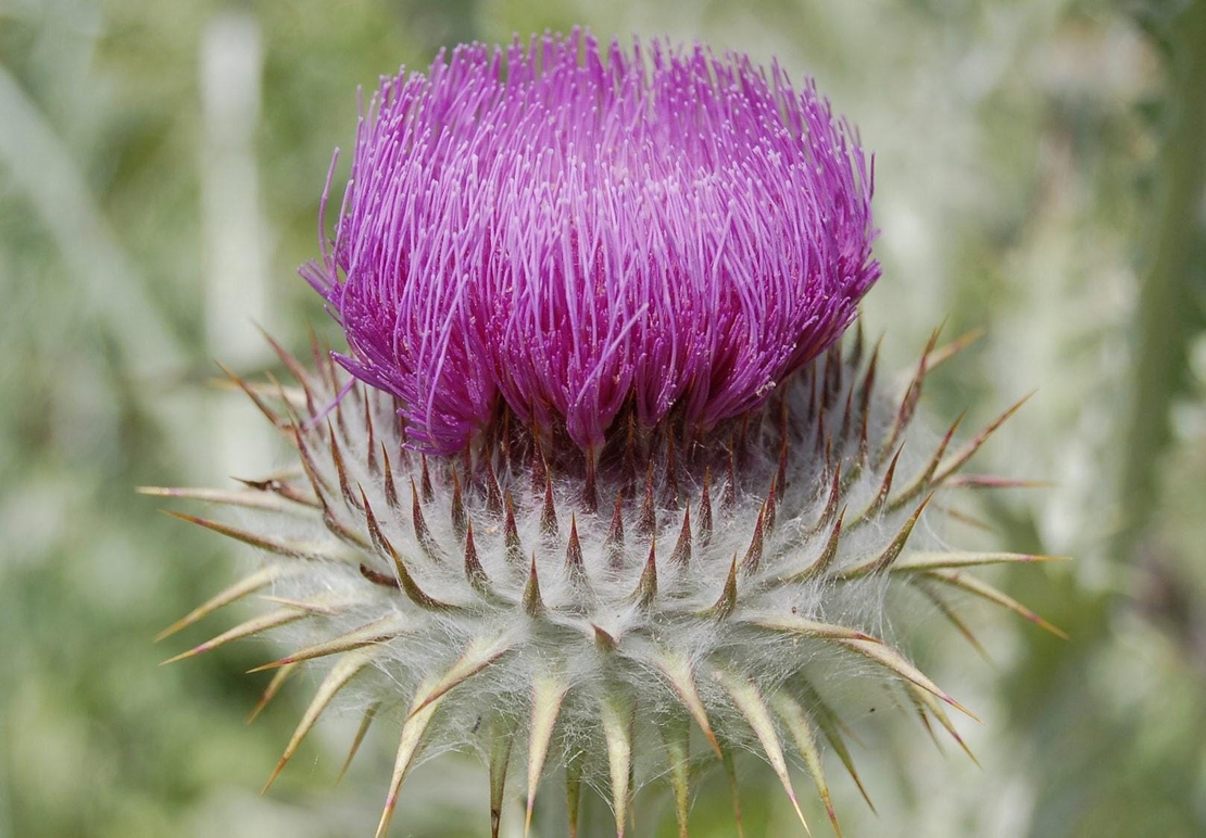 Organic SCOTCH THISTLE FLOWER | onopordum acanthium | scotch thistle tea | herbal tea | dried flower | herba | tea | organic herbs | flower