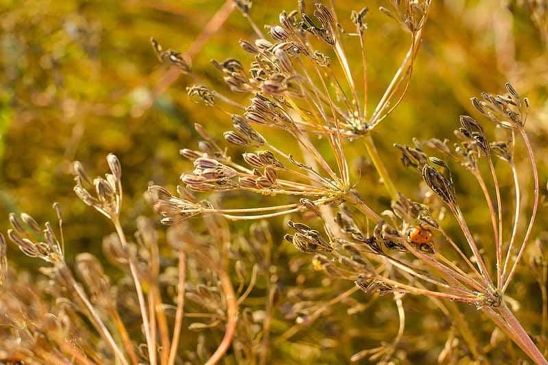 Organic CUMIN SEEDS | cuminum cyminum | cumin seeds whole | spices | dried seeds | organic seeds | organic herb | herba | cumin seeds tea