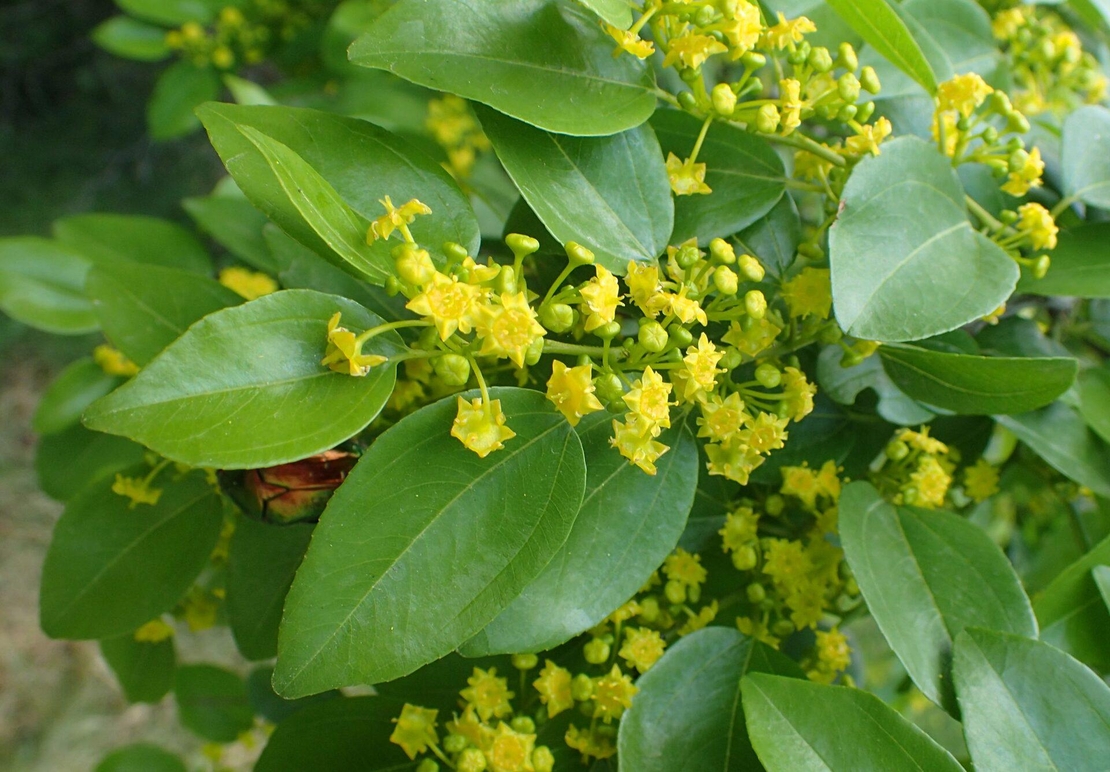 Organic JERUSALEM THORN BERRIES | Paliurus Spina Christi | Christ's Thorn Berries | Christ Thorn Tea | Herbal Tea | Herba | Tea
