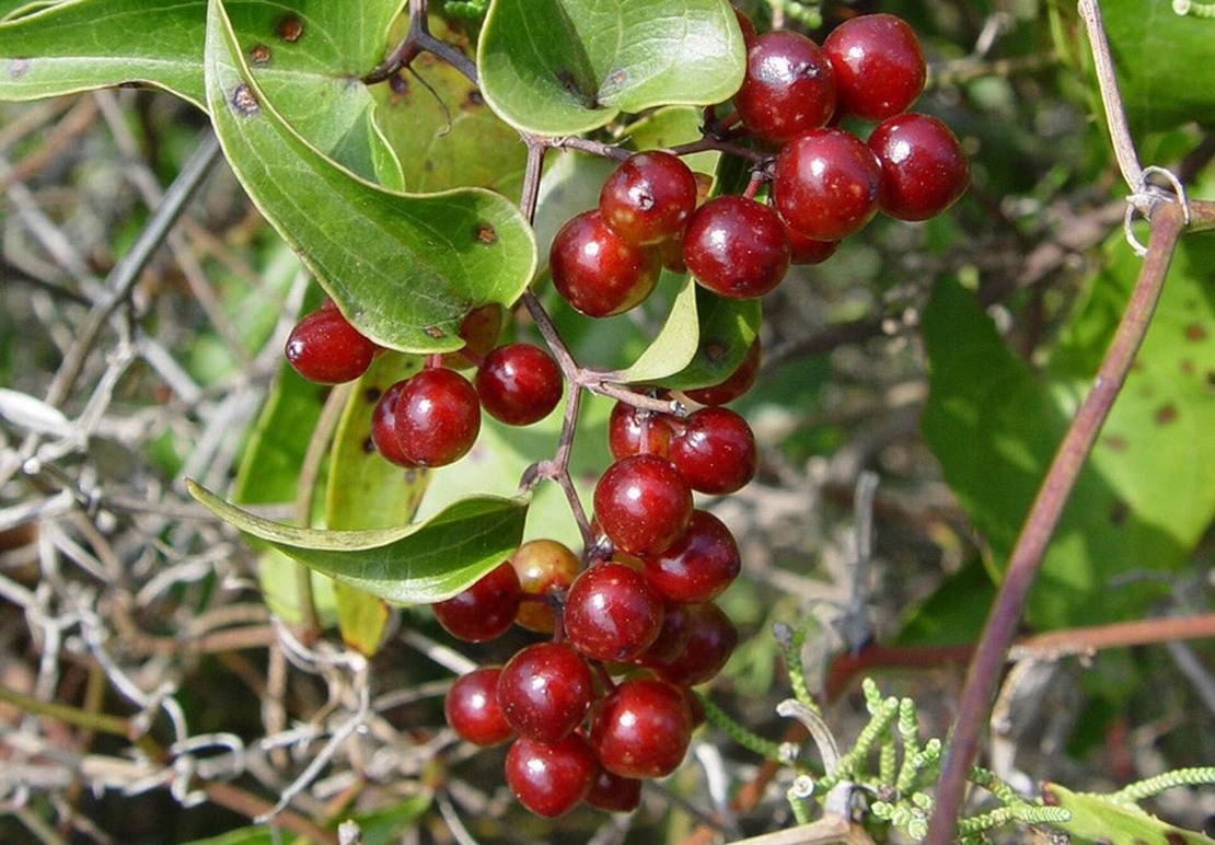 Organic SARSAPARILLA ROOT | smilax officinalis | sarsaparilla tea | herbal tea | dried root | organic herbs | organic root | herba