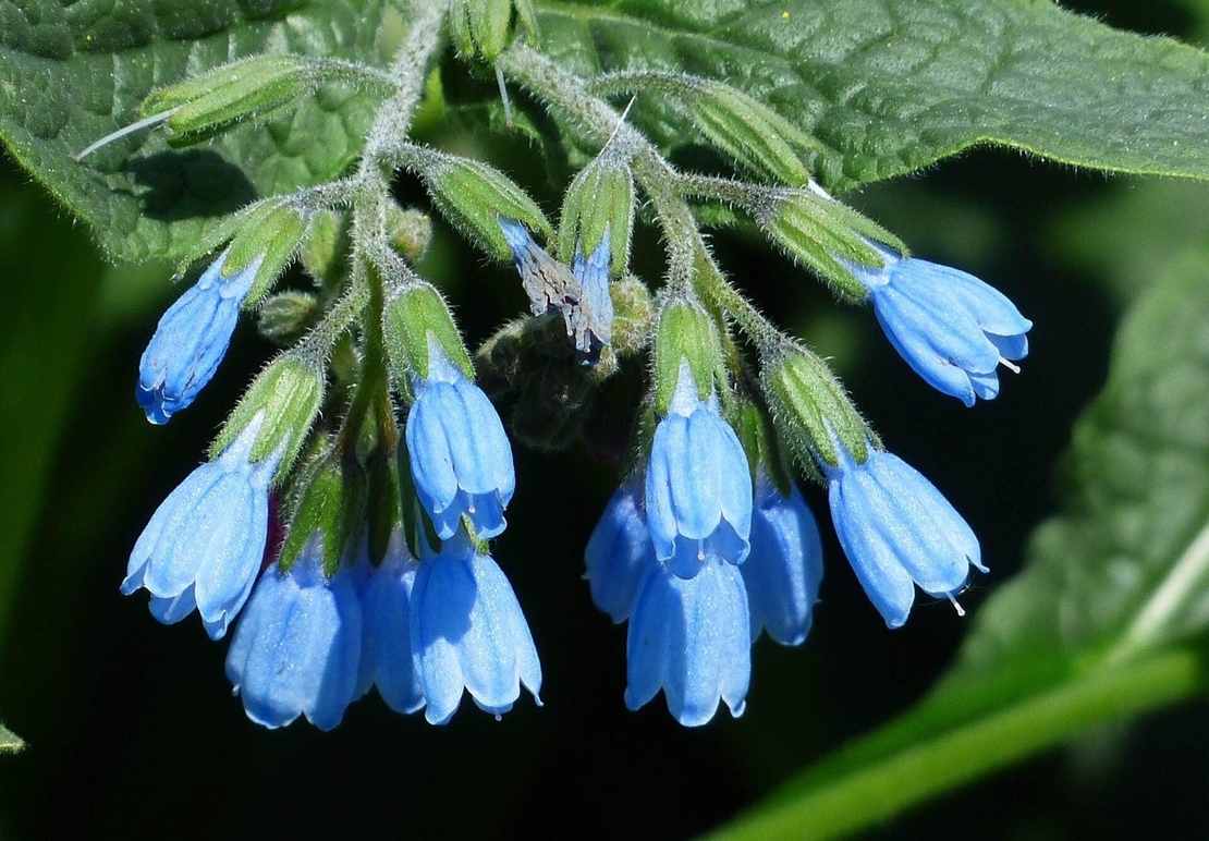 Organic COMFREY LEAF | symphytum officinale | comfrey leaf tea | herbal tea | dried leaf | organic herbs | herba | tea