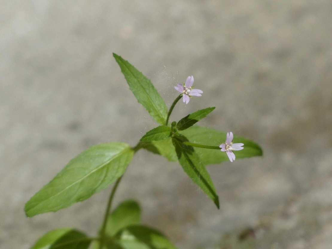 Organic Small Flowering Willow Herb | Epilobium Parviflorum | Organic Dried Bulk Herb | Epilobium Herb | Herbal Tea | Willow Herb Tea