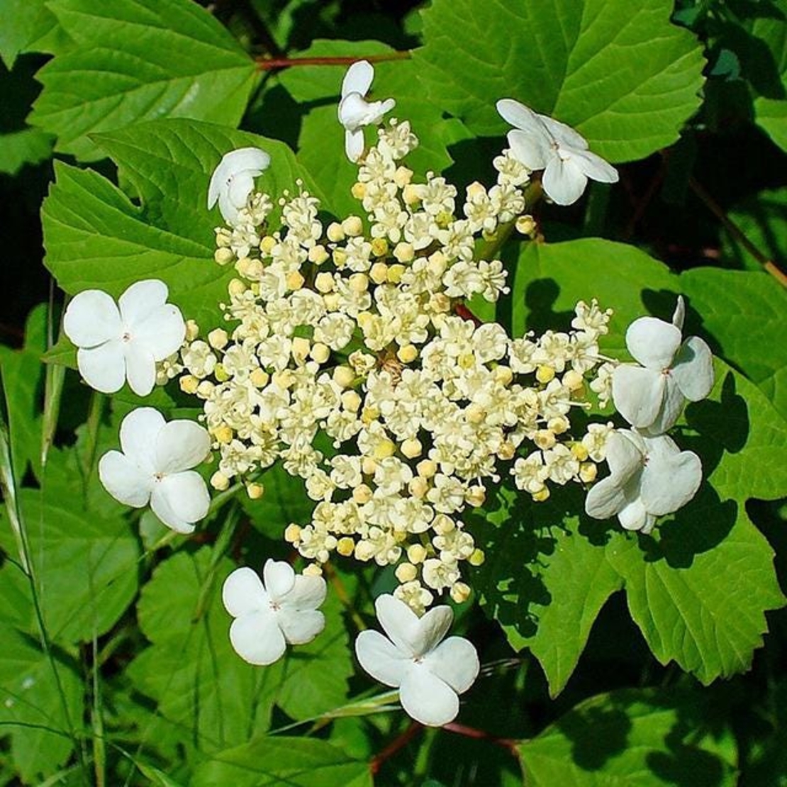 Cramp Bark | Viburnum opulus | Natural Herbal Tea | Herbal Tea | Cramp Bark Tea | Organic Herbs | Dried Cramp Bark | Dried Cut Bark Herbal