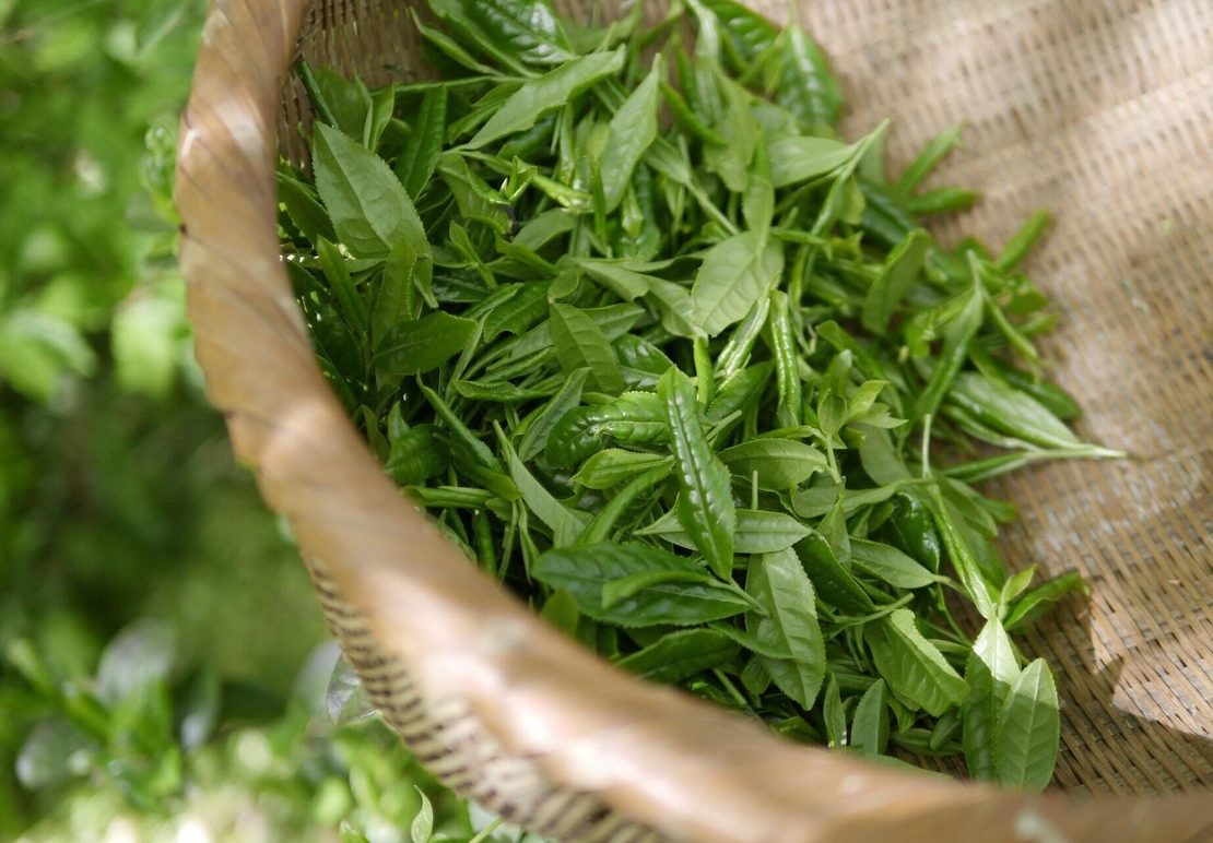 Organic BANCHA GREEN TEA | camellia sinensis | herbal tea | dried herbs | organic herbs | herba | tea